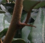 Grosse épine sur les vieilles branches