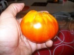 un jolie gabarit de poire!.jpg