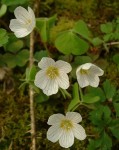 Oxalis acetosella 2.jpg