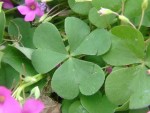 oxalis articulata 2.jpg