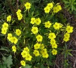 Oxalis pes-caprae 6.jpg