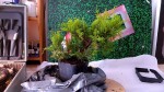 juniperus oldgold1 avt -8-250KO.jpg