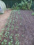 Les haricots avant de mettre les tontes de gazon