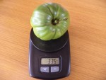 Certaine tomates approchaient les 400g