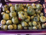 Plus de 20 kg de tomates vertes