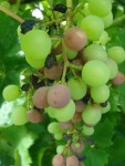 DSC04341.JPG