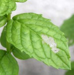 Menthe1.JPG