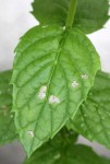 Menthe2.JPG