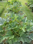 Les 3 pieds de courgettes