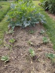 Les choux avant les courgettes
