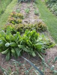 Les endives non repiquées et des salades