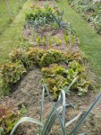 Des salades