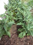 Les aubergines non visibles derrière les tomates