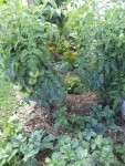 Les tomates avec les aubergines derrière