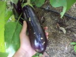 Les aubergines