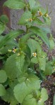 2014-08-09_galinsogas_1 - Copie.JPG
