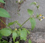 2014-08-09_galinsogas_2 - Copie.JPG
