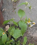 2014-08-09_galinsogas_3 - Copie.JPG