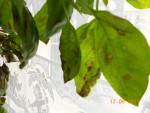 Basilic (2).JPG