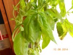 Basilic (3).JPG