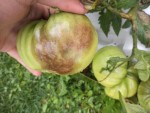 Les fruit était déjà bien attaqués