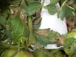 Les feuilles avec le mildiou.(le bidon que vous voyer en dessous supportait le poids des nombreuses tomates)