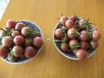 La récolte de tomates cerise noire
