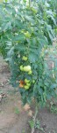 Pantano Romanesco 6 pieds.JPG