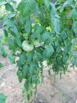Tomate Russe 3 pieds.JPG
