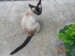 Diesel 3 ans.