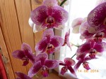 Orchidée (2).JPG