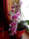 Orchidée (3).JPG