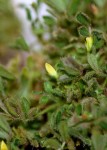 Medicago minima 1.jpg