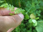 Un des seuls plants de phacélie qui ont survécus.