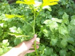Un plant de moutarde de taille remarquable