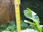 Un plant de moutarde de taille remarquable
