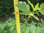 Les plants de moutarde mesurent en moyenne 70 cm