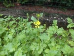Les premières fleurs de moutarde