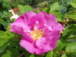 Rosier Ancien (6).JPG