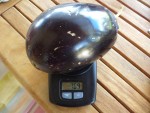 La plus grosse aubergine de cette année