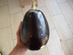 La plus grosse aubergine de cette année