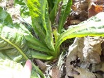 Les endives ont même un gros pied