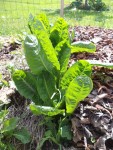 Le rang d'endives repiquées