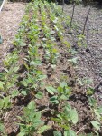 Les haricots avec leur ancien paillage de tontes de gazon
