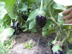 Les pieds d'aubergines