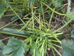 Les pieds de courgettes avec leurs courgettes