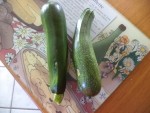 Les deux courgettes ramassées ce matin
