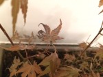 Acer Palmatum tâches blanches