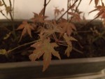 Acer Palmatum tâches blanches
