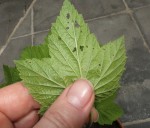 IMG_2339.JPG